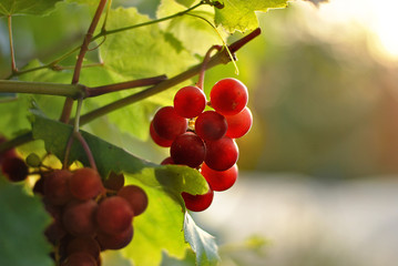 Tasty beautiful grapes on the branch in the garden under the sunshines. Beautiful light fresh fruits picture. Nature background. Wonderful light bokeh. Red purple grape fruits. Vine wine.