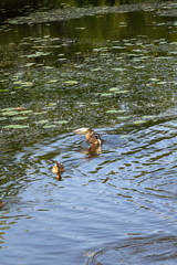 duck in the pond