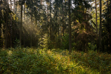 Forrest - Forest Knyszyn (Poland)