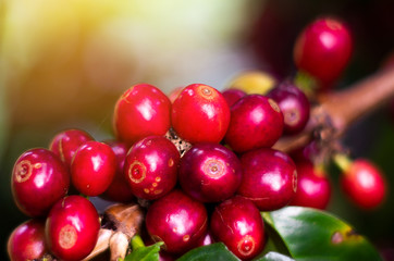 Close up fresh organic red raw and ripe coffee cherry beans on tree plantation.