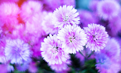 Pink and purple Chrysanthemums in autumn. Chrysanthemum wallpaper. Floral background. Selective focus.