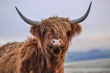 Papier Peint photo Highlander écossais Vache Highland, vallées du Yorkshire