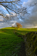 Evening farmland fence perspective to boundary oak trees