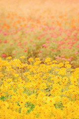 Flower garden background There are many flowers