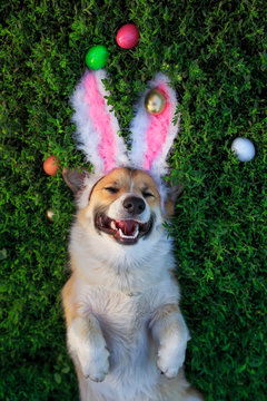 cute puppy dog Corgi lies in the green grass in the pink ears surrounded by colorful Easter eggs