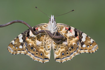 Awesome portrait of Painted lady (Vanessa cardui)