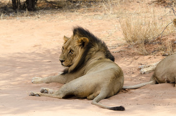 Lion, Panthera leo, Parc national du Kalahari, Afrique du Sud