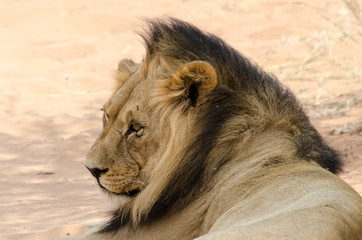 Lion, Panthera leo, Parc national du Kalahari, Afrique du Sud