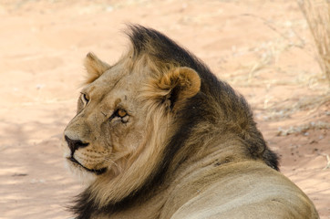 Lion, Panthera leo, Parc national du Kalahari, Afrique du Sud