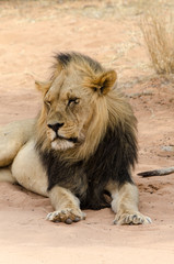 Lion, Panthera leo, Parc national du Kalahari, Afrique du Sud