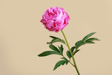 Purple peony flower with light petals in the middle isolated on a beige background.
