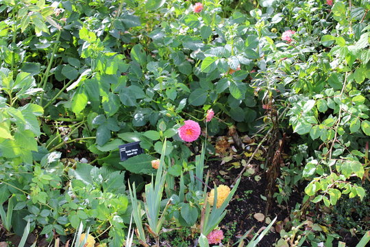 Dahlia 'Dikara suberb' pink flowers among green foliage