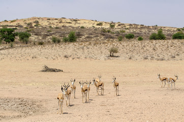 Fototapeta na wymiar Springbok, Antidorcas marsupialis, Afrique du Sud