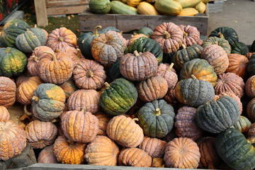 Fresh healthy bio pumpkins on farmer agricultural market at autumn