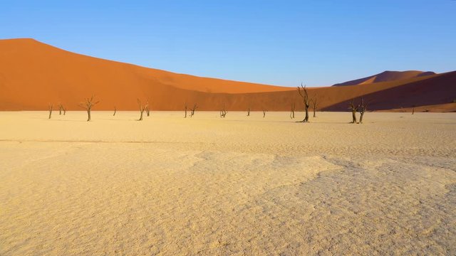 Dead acacia trees at Deadvlei in the Namib desert in Namibia in Africa.