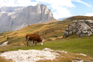 cow in alpine landscape