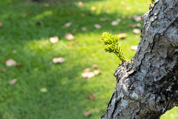 baby pine growing on trunk of the tree
