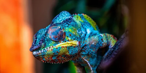 Foto op Aluminium kameleon met geweldige kleuren © Mikka
