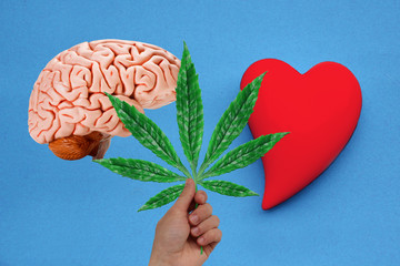 human brain model, male hand with green leaf of hemp and ceramic heart model on a blue background,...