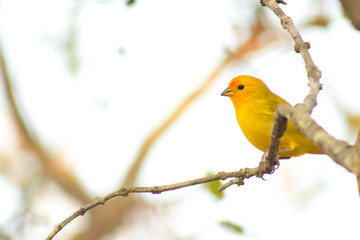 Canário da terra. True-landed Canary or Ground-canary, Scientific name: Sicalis flaveola L.
