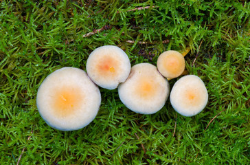 Five Sulphur tuft (Hypholoma fasciculare) mushrooms, poisonous toadstools, almost perfect circles in Hypnum moss (Hypnum cupressiforme)