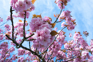 Flowering sakura trees against the sky