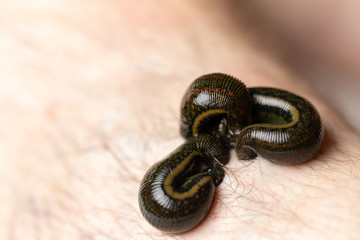 Blutegelbehandlung, Makroaufnahme, medizinische Blutegel