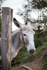 Donkey face. Nice animal.