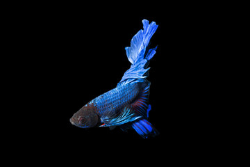 Siam fighting fish