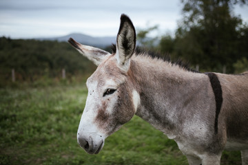 Naklejka na ściany i meble Donkey portrait in the field.