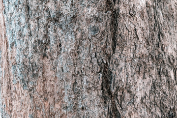 Obraz premium Close up of tree bark surface, tree bark background.