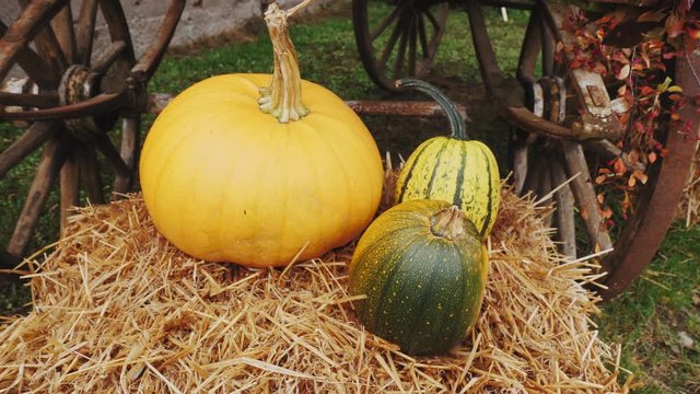 Pumpkins decorate a hay bal for Thanksgiving Day Halloween or a harvest party