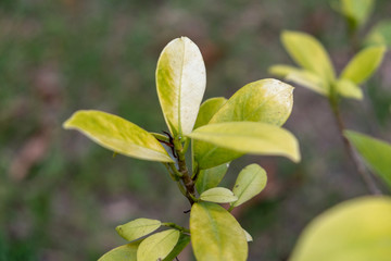 Close up of yellow leaf in the garden.