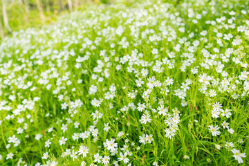 Obraz na płótnie Canvas Stellaria holostea. Wild white spring flowers in grass