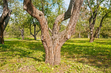 Fototapeta na wymiar Trunk of apple tree in the orchard