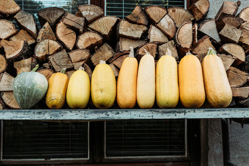 Group of yellow summer squashes freshly picked from the garden. Organic food
