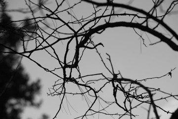 black and white-branches