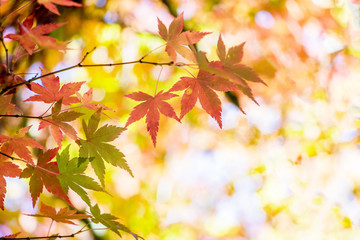 Beautiful autumn scenery at Fushoushan in Taiwan, Asia. The fallen leaves beautiful color picture.