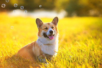 cute red puppy Golden Corgi walks on sunlit summer meadow with shiny festive bubbles and smiled happily