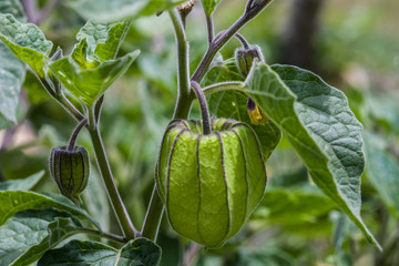 Planta de uchuva  uchuva en la planta  cape gooseberry
