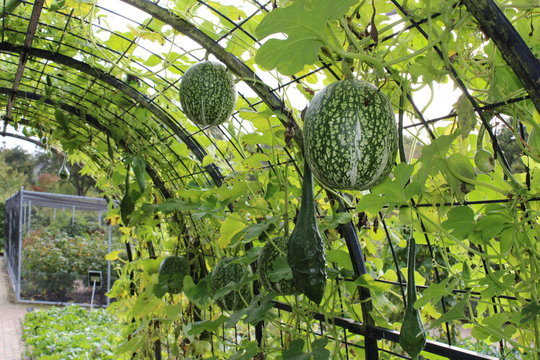 Fig-leaf Gourd, Cucurbita ficifolia fruid