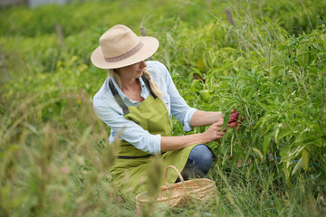 Naklejka na ściany i meble Farmer woman in field picking peppers