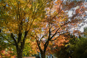 Beautiful autumn scenery at Fushoushan in Taiwan, Asia. The fallen leaves beautiful color picture.