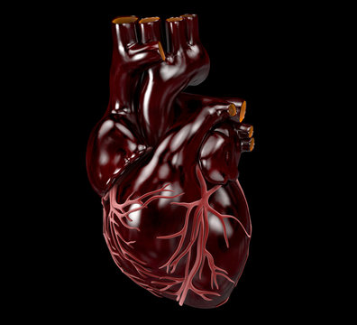 Human Heart - Anatomy of Human Heart 3d Illustration