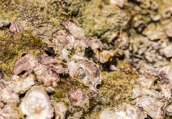 multicolor mushrooms, similar to the folds of seashell, growing on an old stump