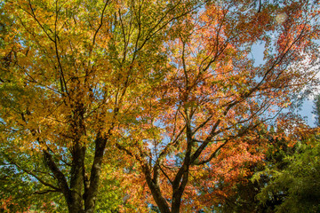 Beautiful autumn scenery at Fushoushan in Taiwan, Asia. The fallen leaves beautiful color picture.