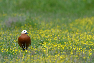 Rostgans (Tadorna ferruginea) - Ruddy shelduck