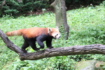 レッサーパンダ