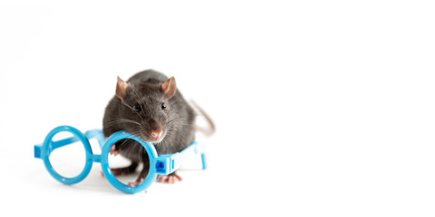 black rat stands near the blue rim of glasses on a white background