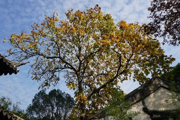 tree in autumn